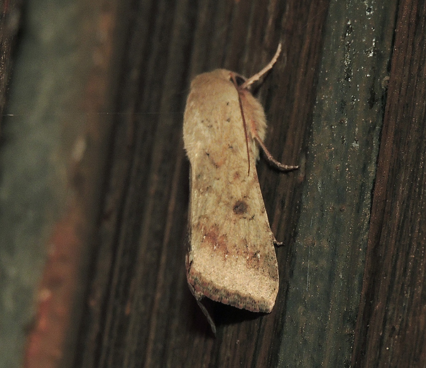 Helicoverpa armigera Noctuidae